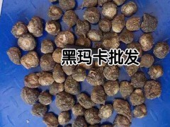 2020年黑瑪咖多少錢一斤？黑瑪咖種植前景圖3