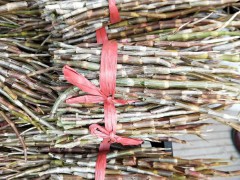 [2020-04-23]哪里有賣鐵皮石斛 鐵皮石斛一斤多少錢 附各地鐵皮石斛新價(jià)格表圖3