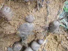 2020年三葉青多少錢一斤？三葉青種植前景圖3