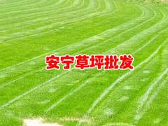 哪里有賣積雪草草坪(皮) 積雪草草坪(皮)一平米多少錢 附各地積雪草草坪(皮)新價(jià)格表圖1