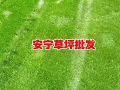 2020年馬尼拉草坪(皮)多少錢一平米？馬尼拉草坪(皮)種植前景圖2