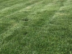 2020年馬尼拉草坪(皮)多少錢一平米？馬尼拉草坪(皮)種植前景圖3