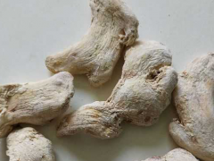 云南菜姜批發(fā)-羅平菜姜銷(xiāo)售/菜姜姜種供應(yīng)圖3