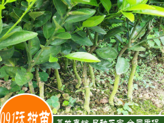 2020年091無(wú)核沃柑苗多少一斤？091無(wú)核沃柑苗種植前景圖1