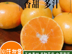 2020年091無(wú)核沃柑苗多少一斤？091無(wú)核沃柑苗種植前景圖2