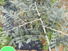 苦參價格行情多少錢一斤？種植資料大全圖2