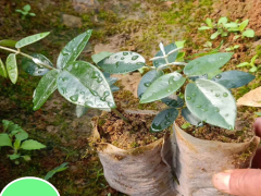 苦參價(jià)格_種苦參賺錢(qián)種植前景及市場(chǎng)價(jià)格行情如何？圖1