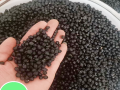 苦參價(jià)格_種苦參賺錢(qián)種植前景及市場(chǎng)價(jià)格行情如何？圖3