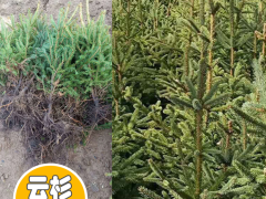 適合云南種植的云杉_云杉又叫粗枝云杉、大果云杉、粗皮云杉圖2