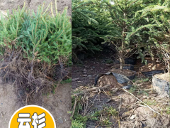 適合云南種植的云杉_云杉又叫粗枝云杉、大果云杉、粗皮云杉圖3