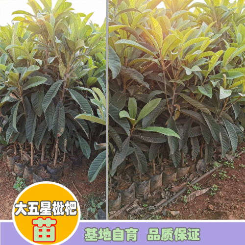 20202枇杷苗價格多少錢一棵？