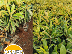20202枇杷苗價(jià)格多少錢一棵？圖2
