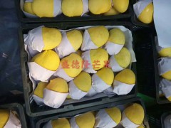 2020年小臺(tái)農(nóng)多少錢一斤？小臺(tái)農(nóng)種植前景圖1