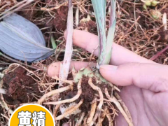 現(xiàn)在2020年廣西黃精種苗多少錢一棵？廣西黃精種苗種植前景圖3