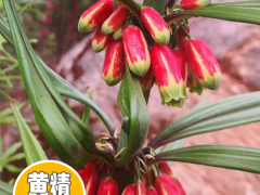 現(xiàn)在2020年福建黃精種苗多少錢一棵？福建黃精種苗種植前景圖2