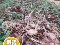 現(xiàn)在2020年福建黃精種苗多少錢一棵？福建黃精種苗種植前景圖3