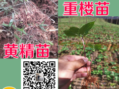 重樓種苗廠家直銷需要多少錢一株？何時(shí)種植好呢？圖2