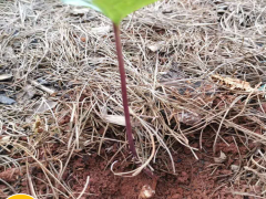 現(xiàn)如今種植一畝重樓務(wù)必多少錢直接成本呢？其贏利又有多少呢圖3