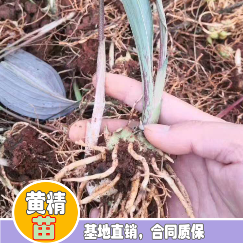 黃精種苗多少錢一棵？2020-05-27四川成都黃精種苗價(jià)格