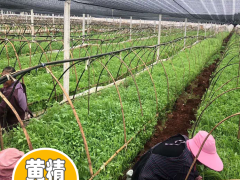 黃精種苗多少錢一棵？2020-05-27四川成都黃精種苗價格圖2