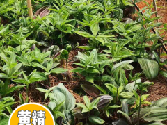 黃精種苗多少錢一棵？2020-05-27四川成都黃精種苗價格圖3