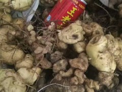 哪里的黃精價格便宜_云南黃精自產(chǎn)自銷公司圖1