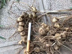 黃精種苗公司畝產(chǎn)多少公斤_黃精公司種植成本與利潤分析?圖2