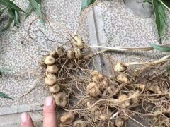 滇黃精苗◆滇黃精種子◆圖1