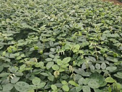現(xiàn)在廣西2020年山豆根苗多少錢一棵？山豆根苗種植前景圖3