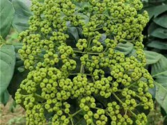 吳茱萸苗價錢要多少錢一株?栽培技術關鍵點有什么?圖2