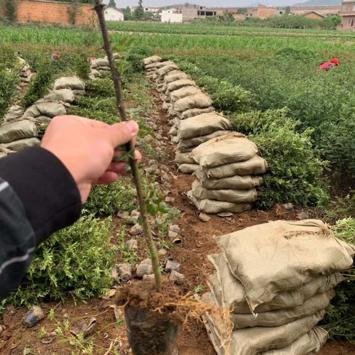花椒樹是有刺的還是沒刺的好？如何種植？