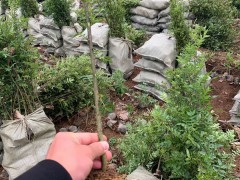 花椒樹是有刺的還是沒刺的好？如何種植？圖3