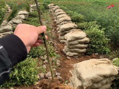 花椒樹的種植技術(shù)是啥？價格多少錢一棵？圖1