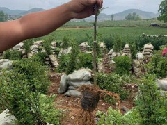 花椒樹的種植技術(shù)是啥？價格多少錢一棵？圖2