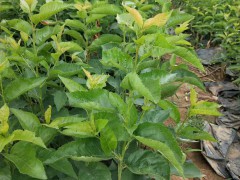 櫻桃價格大概多少錢一斤？種植技術(shù)方法有哪些？圖1