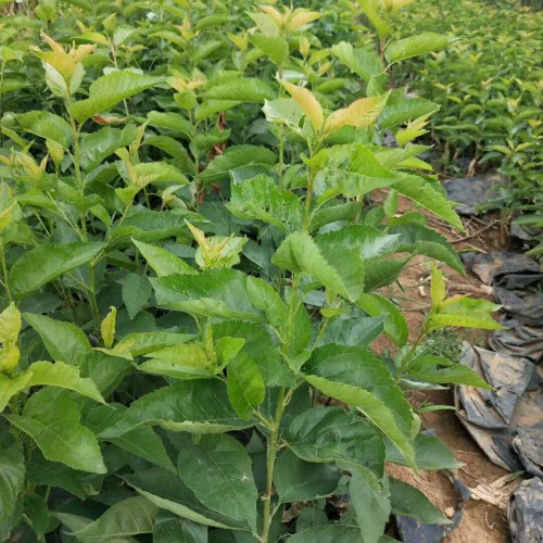 櫻桃價格大概多少錢一斤？種植技術(shù)方法有哪些？