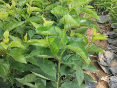 櫻桃價格大概多少錢一斤？種植技術(shù)方法有哪些？圖2
