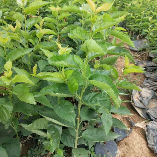 櫻桃樹能和那些樹嫁接？什么時間嫁接合適?