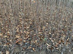 蘋果的種植技術(shù)與管理方法圖1