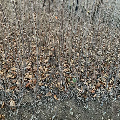 蘋果籽如何種能成活？如何種植批發(fā)