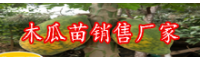 “廣東嶺南果王”木瓜價(jià)錢多少錢一斤？栽種經(jīng)濟(jì)效益如何？