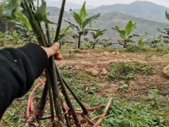 砂仁別名叫什么？價格大概多少錢一斤？圖3