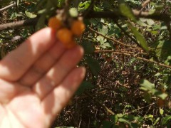 春砂仁價格多少錢一斤？種植前景如何？是哪里的特產(chǎn)？圖2