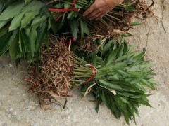 花椒樹的種植技術(shù)是啥？?jī)r(jià)格多少錢一棵？圖1