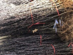 花椒樹的種植技術(shù)是啥？?jī)r(jià)格多少錢一棵？圖3