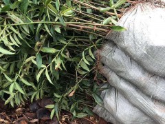 花椒樹(shù)為什么不種家中？今年種這三個(gè)種類掙錢！圖2