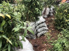 花椒樹(shù)為什么不種家中？今年種這三個(gè)種類掙錢！圖3