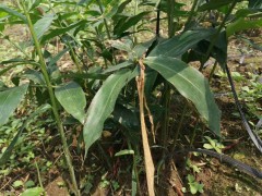 沒刺花椒苗價(jià)錢要多少錢一棵?一畝地必須是多少?圖3