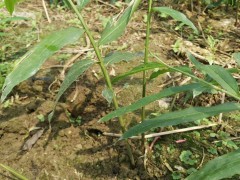 花椒種子何時(shí)獲得？解決方法是啥？圖2