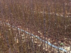花椒種子何時(shí)獲得？解決方法是啥？圖3